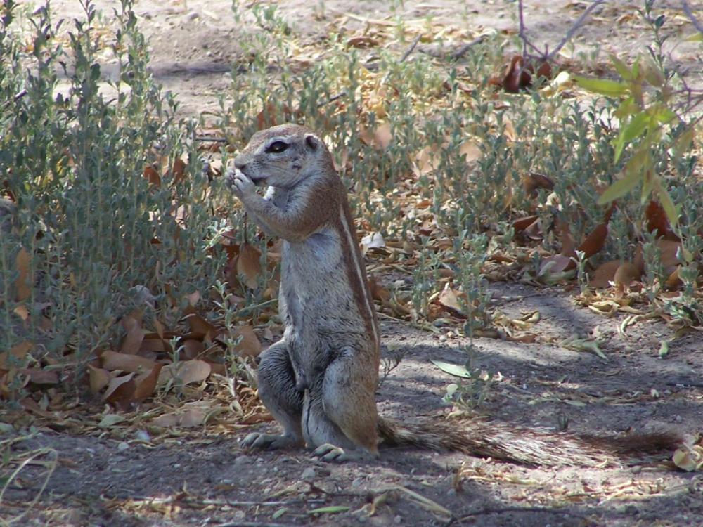 Little Walter Mongoose.JPG