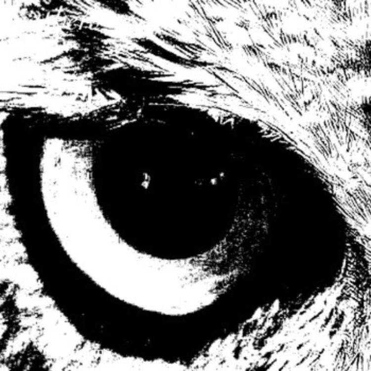 Owl - Motion Sickness Of Time Travel – Feathers And Furs (Copy).jpg
